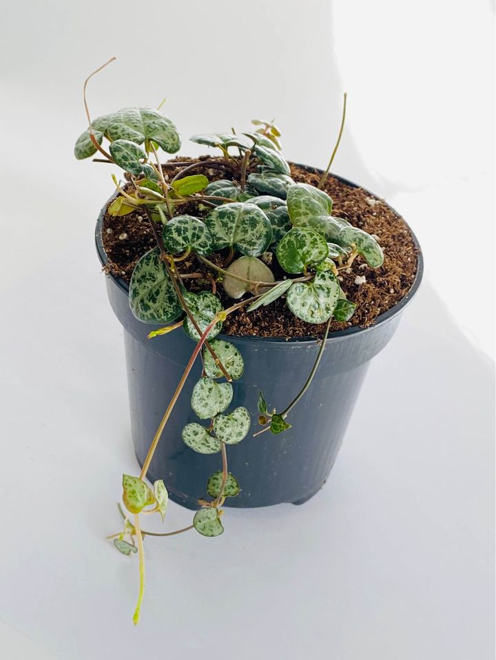 String of Turtles in a Pot