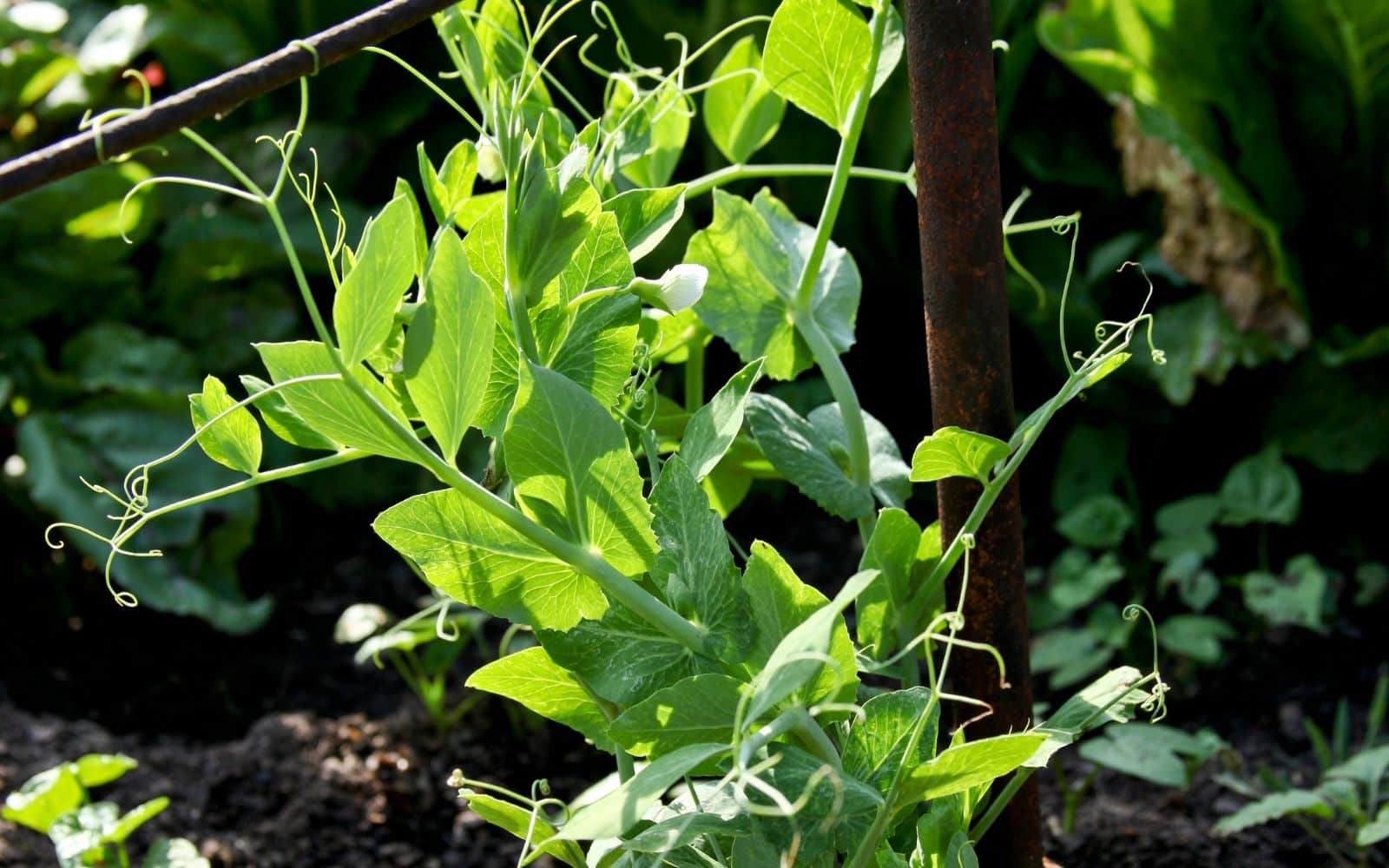 Sugar Pea Plant Growing