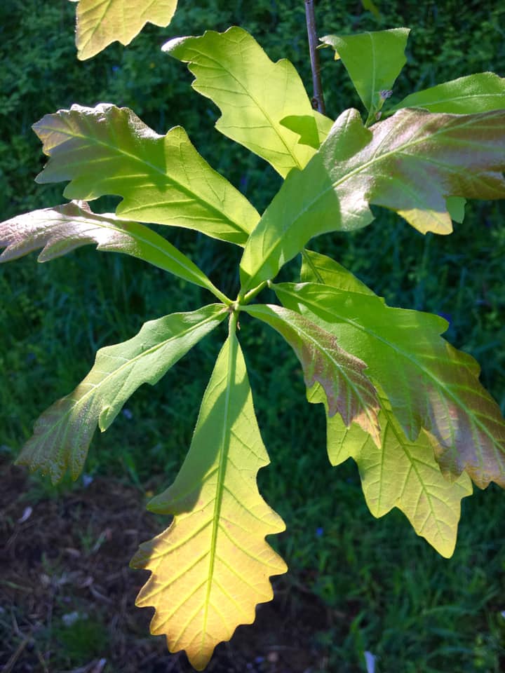 Swamp White Oak Leaf