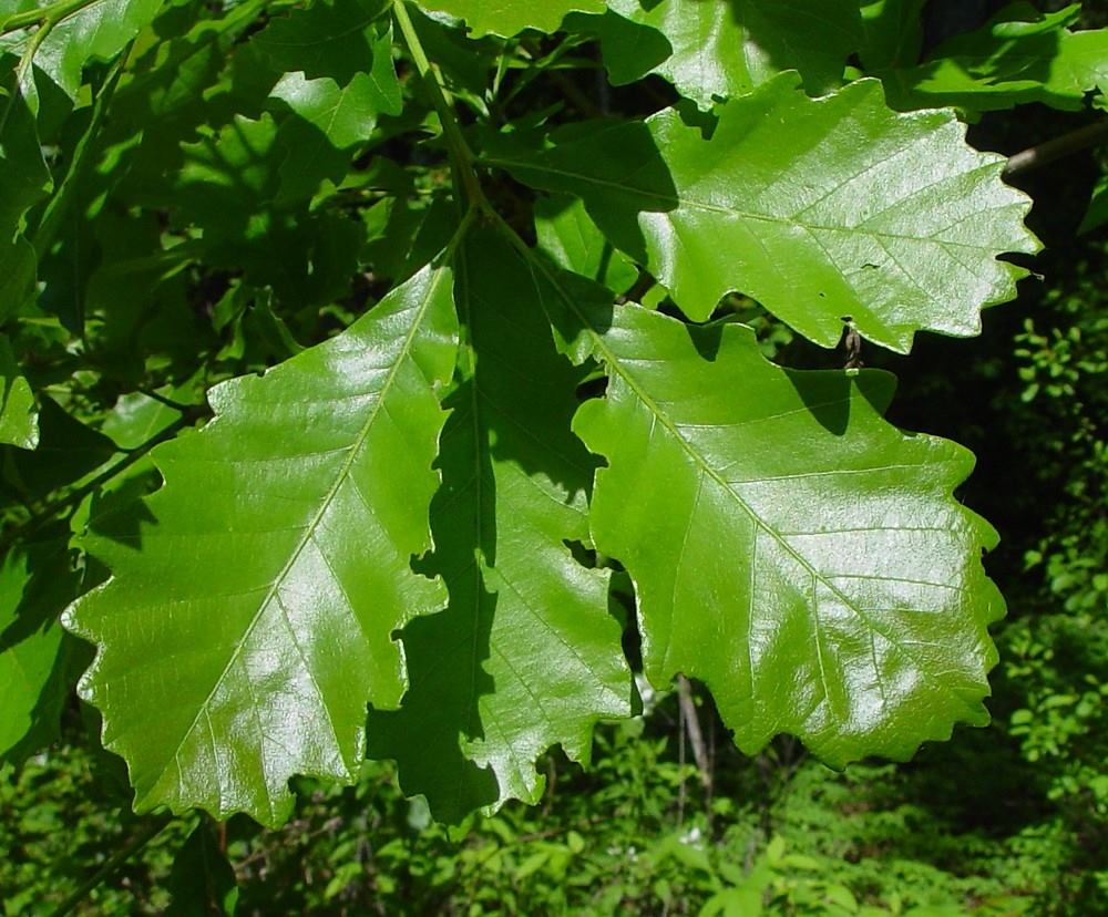 Swamp White Oak Shiny Leaf