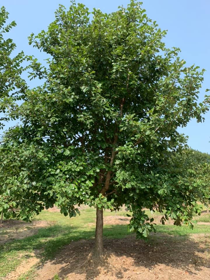 Swamp White Oak Tree