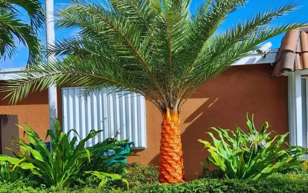 Sylvester Palm Tree