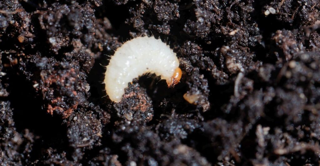 Tiny White Bugs in Soils