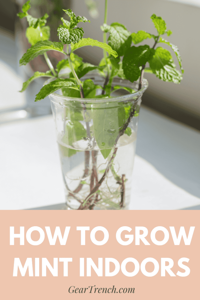 Tips for Growing Mint