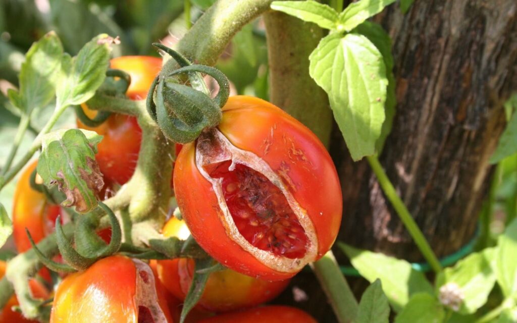 Tomato Eaten By Insect