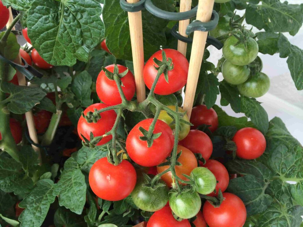 Tomato Plant on Vine