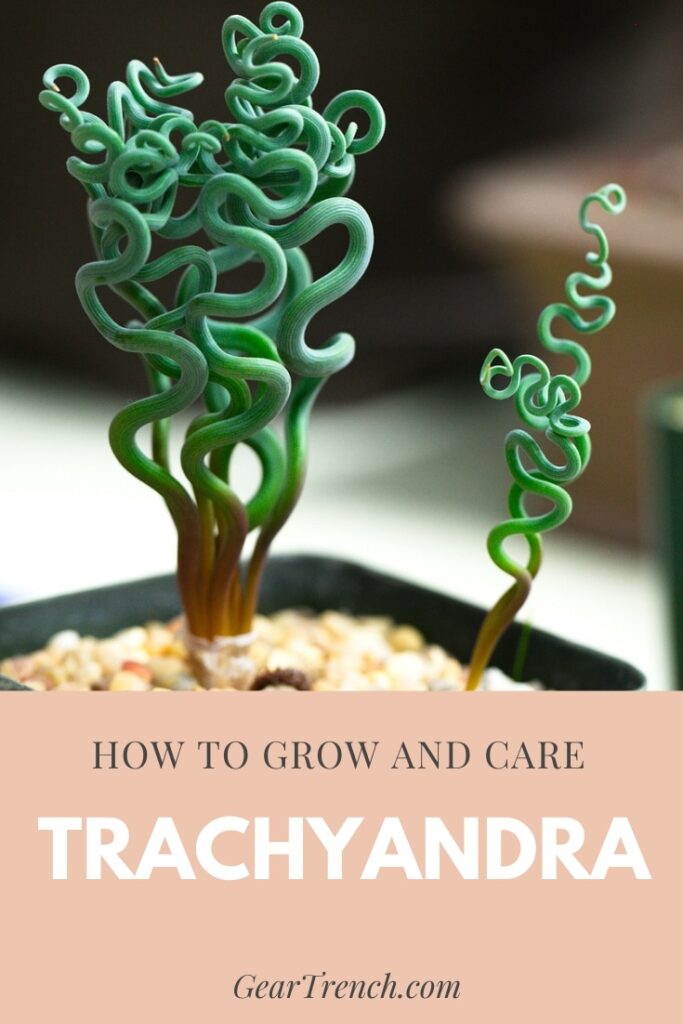 Trachyandra Tortilis Care