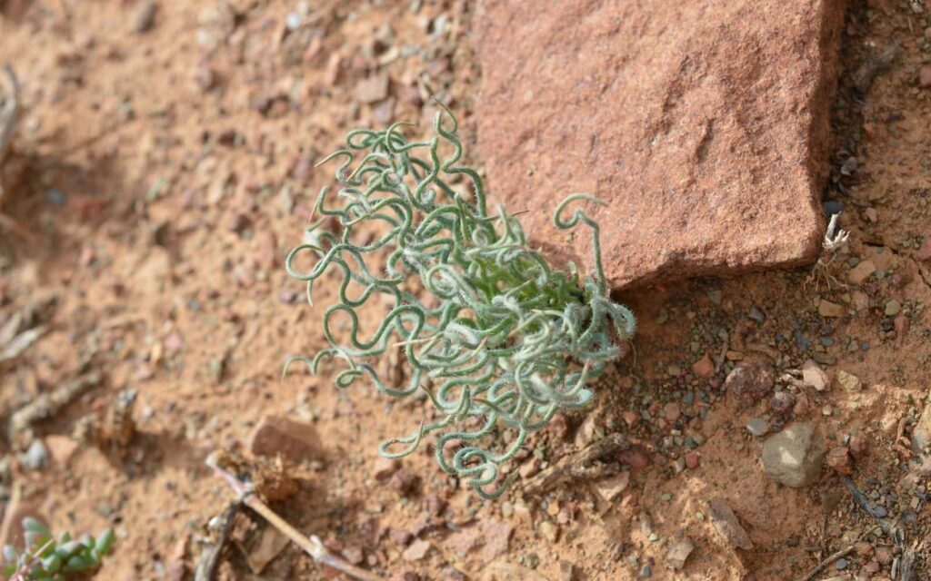 Trachyandra Tortilis in Desert
