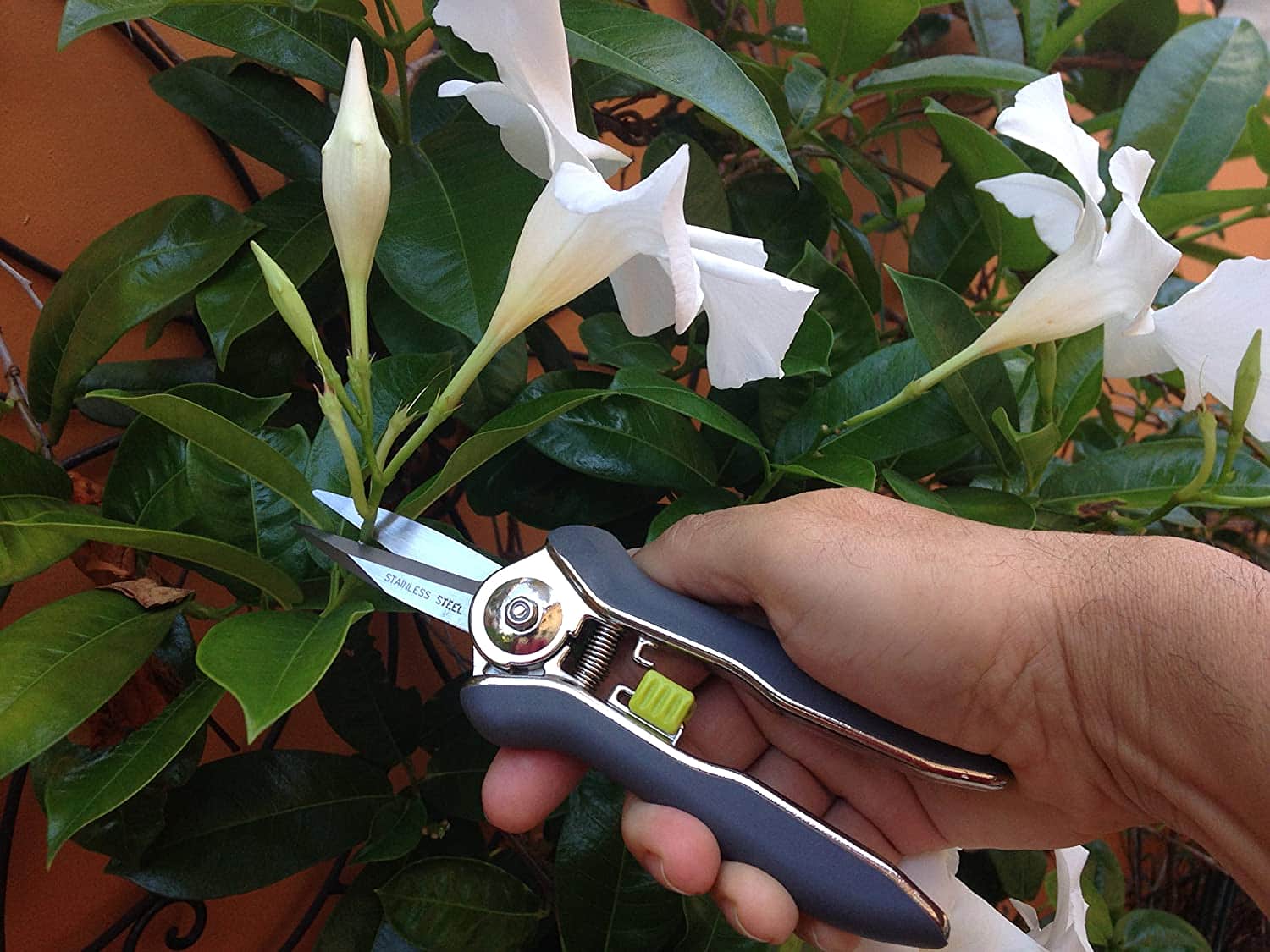 Trimming Scissor for Plants