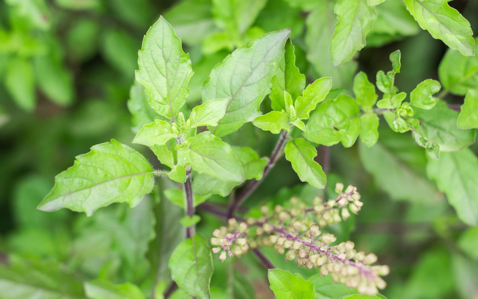 Tulsi Leaves