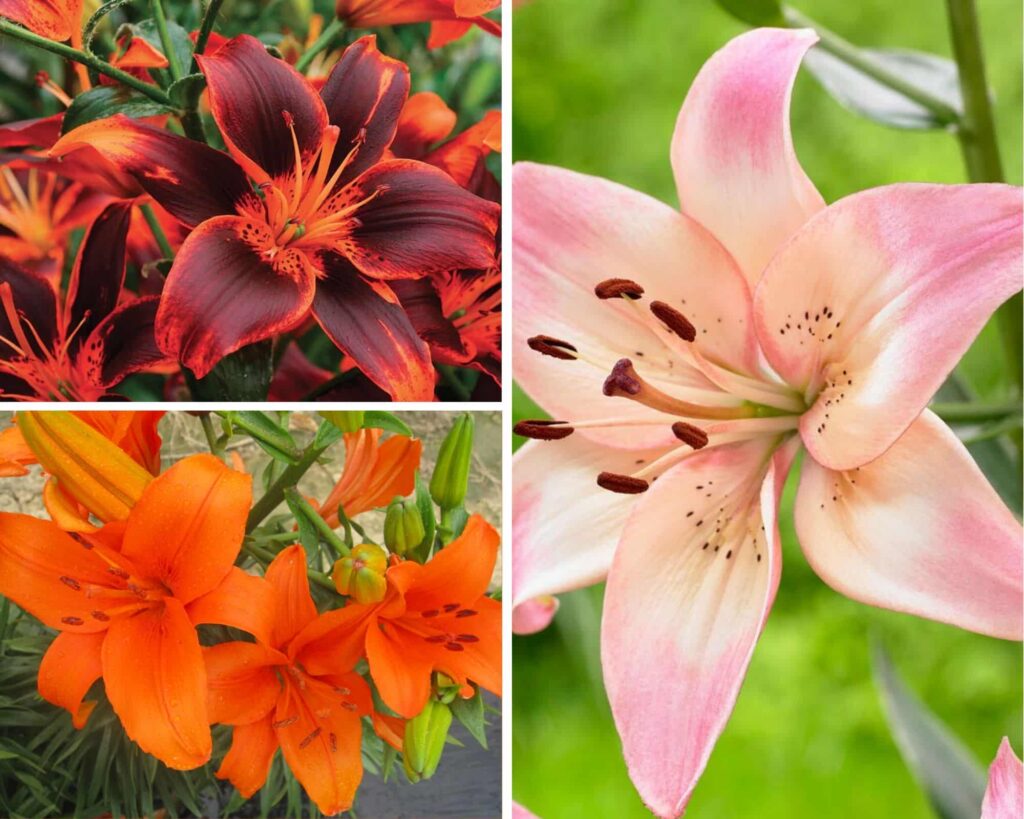Types of Asiatic Lilies