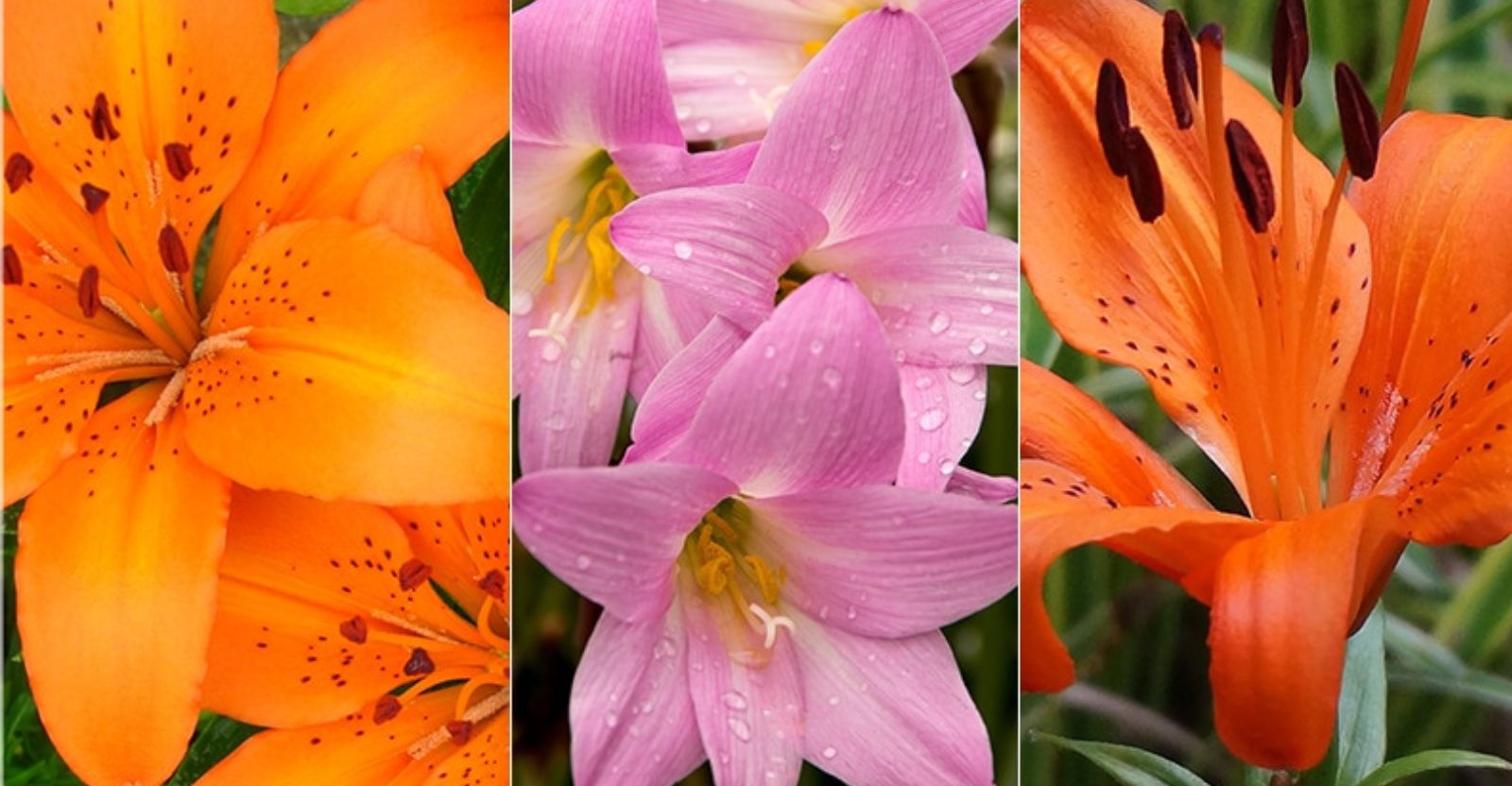Types-of-Lilies