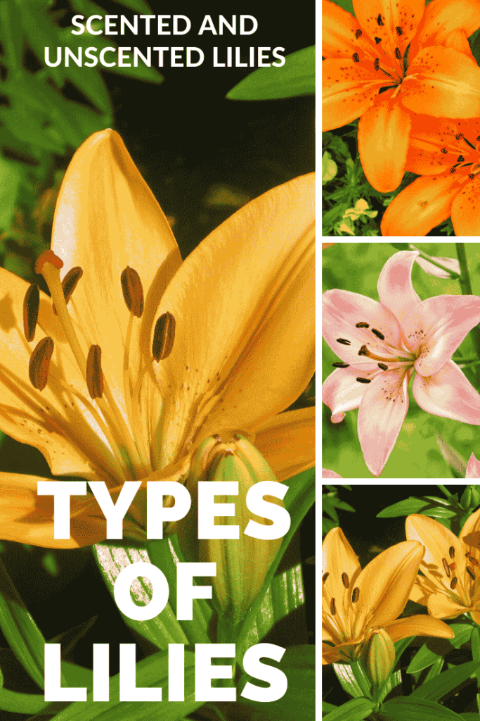 Types of Lily