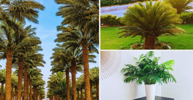 23 Most Popular Types of Palm Trees with Pictures