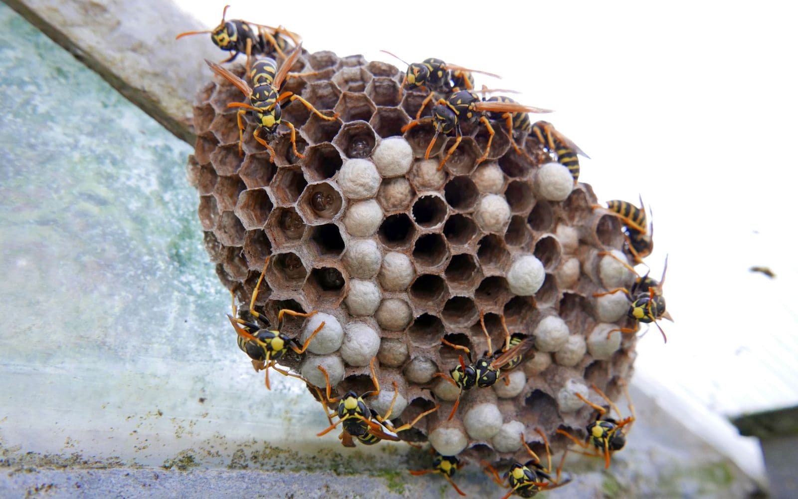 Wasp-Nests