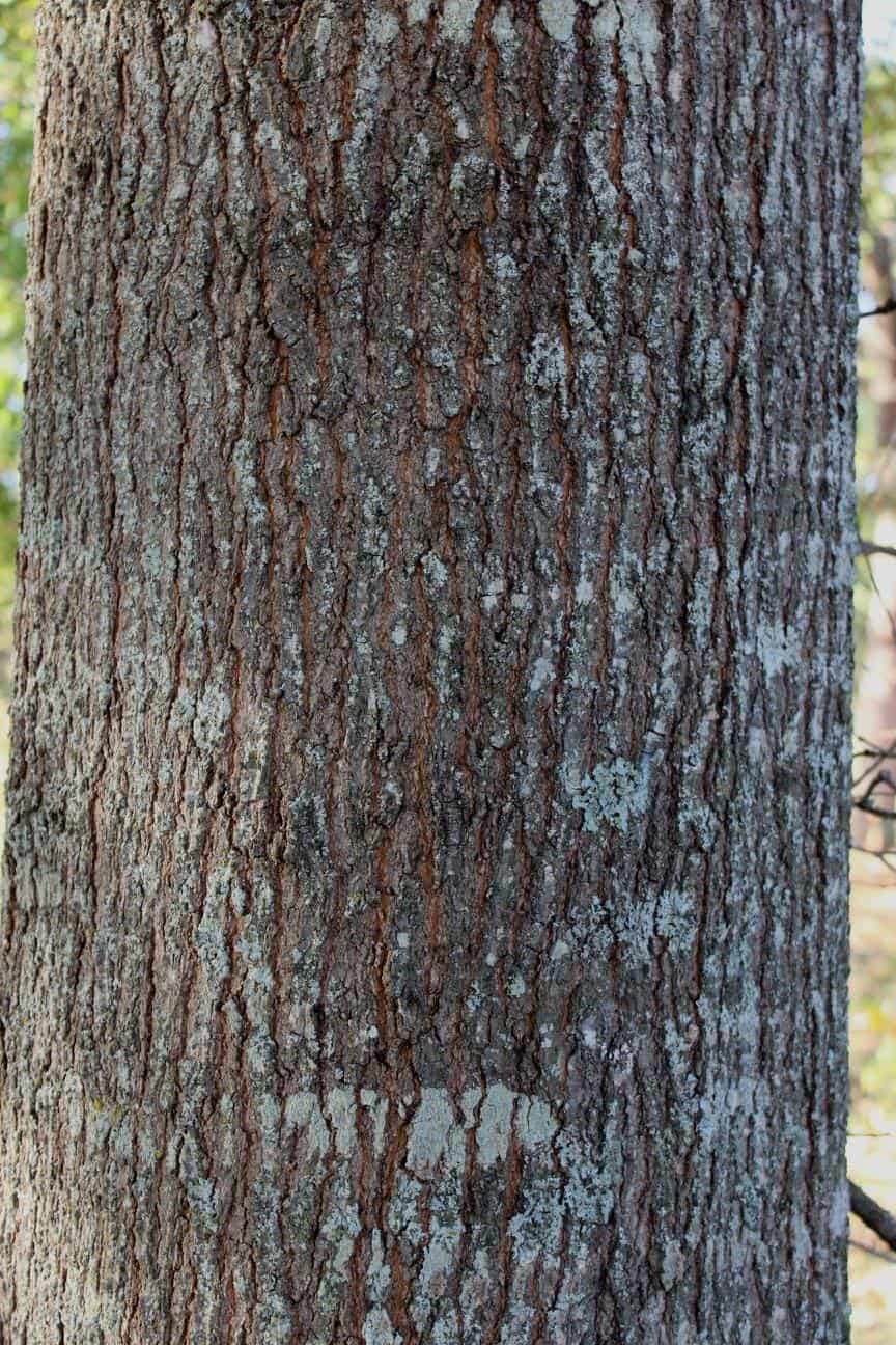Water Oak Bark