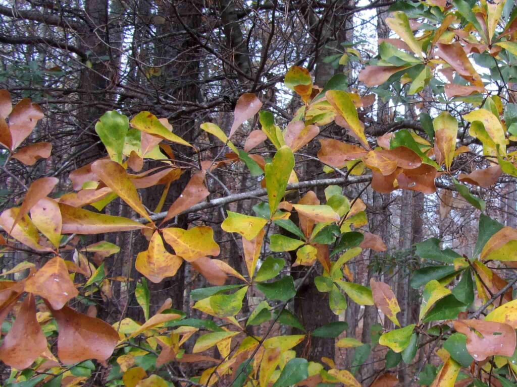 Water Oak Clustered Leaf