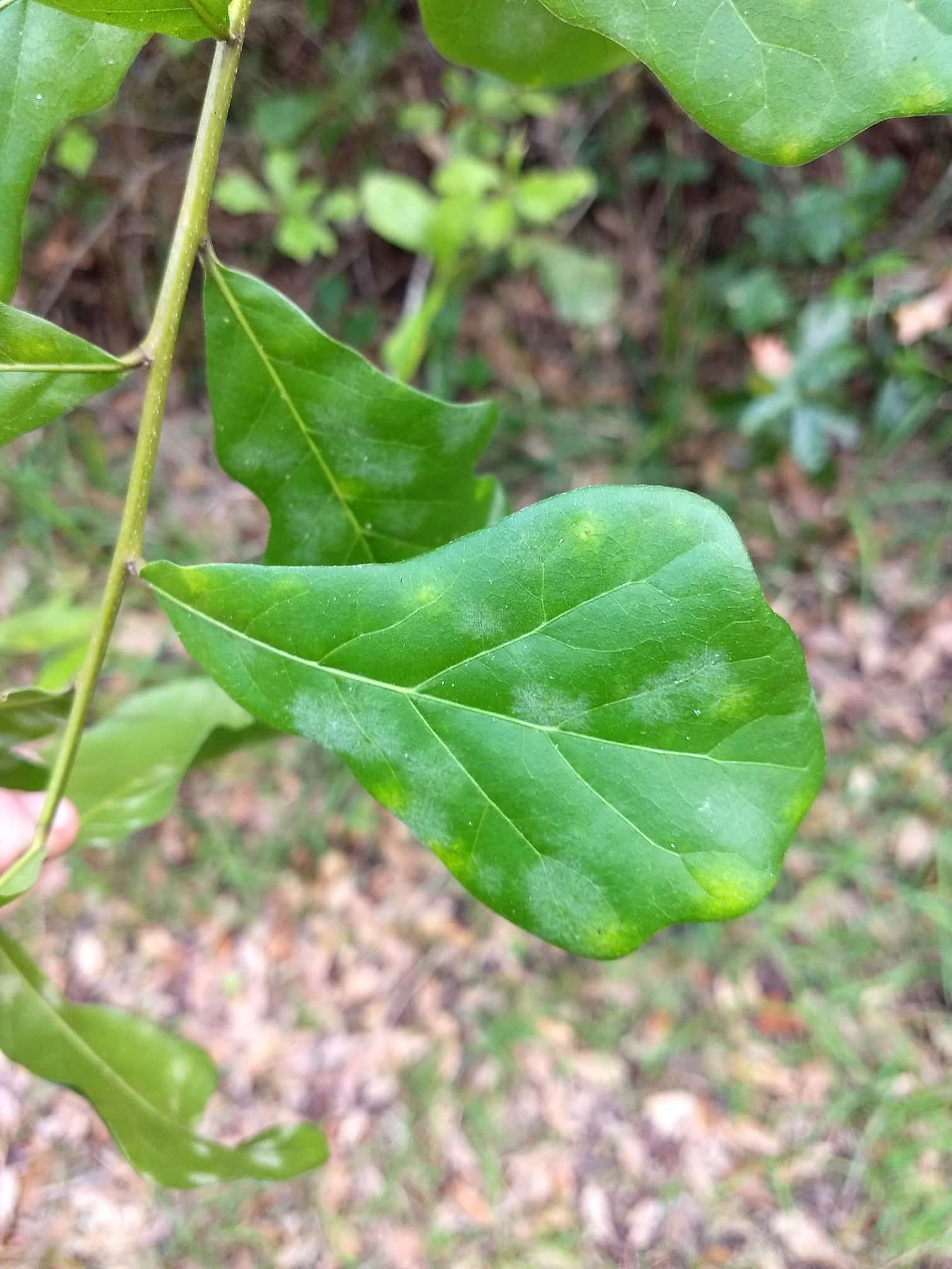 Water Oak Leaf