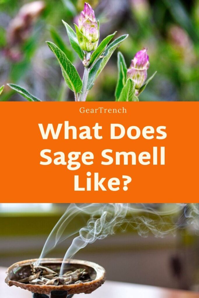 What Does Burned Sage Smell Like