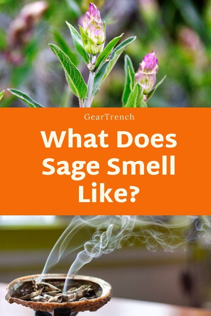What Does Sage Smell Like? Everything You Need To Know GearTrench
