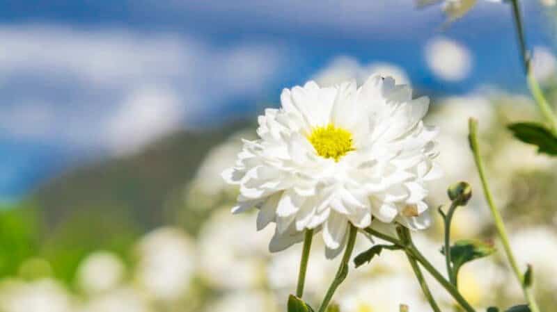 White-Chrysanthemum