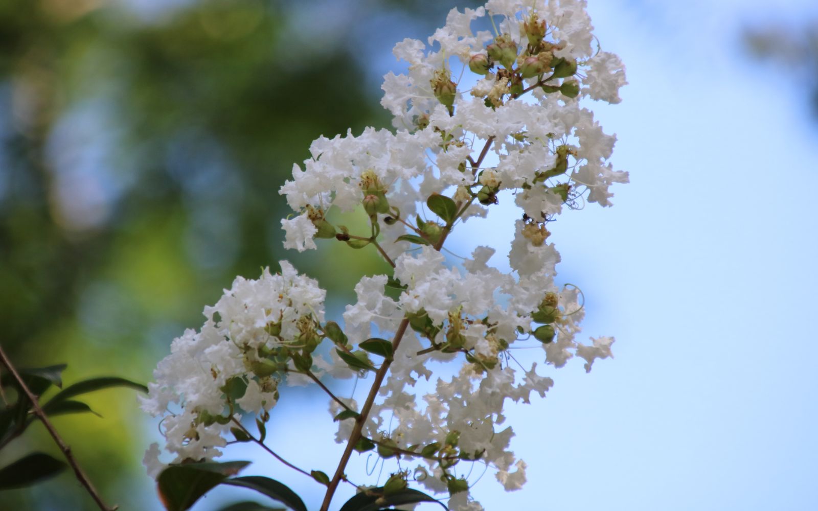 White Crape Myrtle Flower