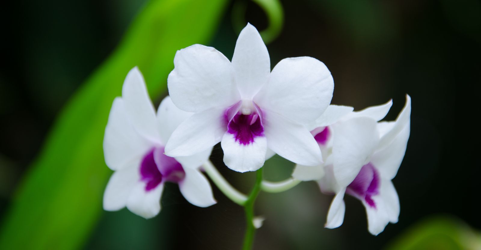 White Dendrobium Orchid Flower