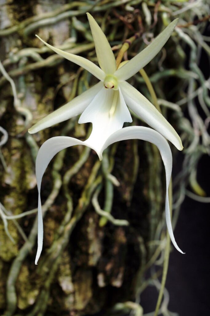 White Ghost Orchid