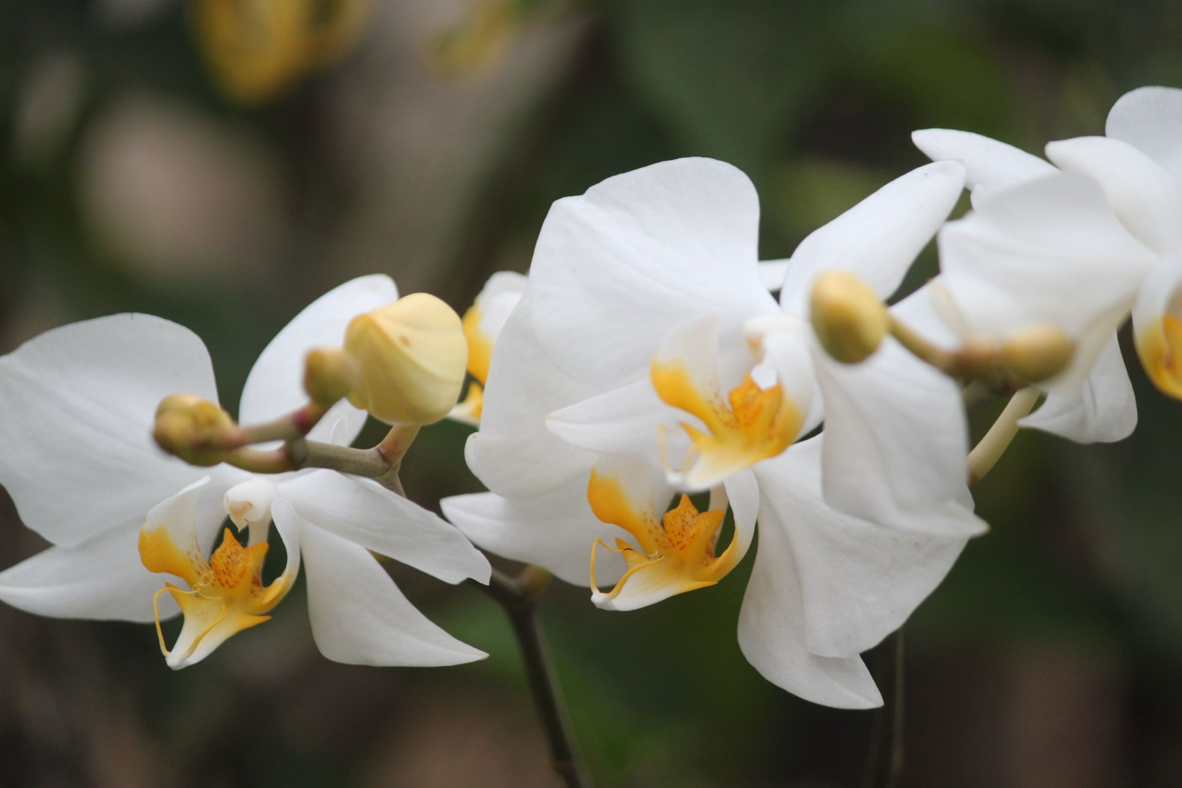 White Orchid Flower