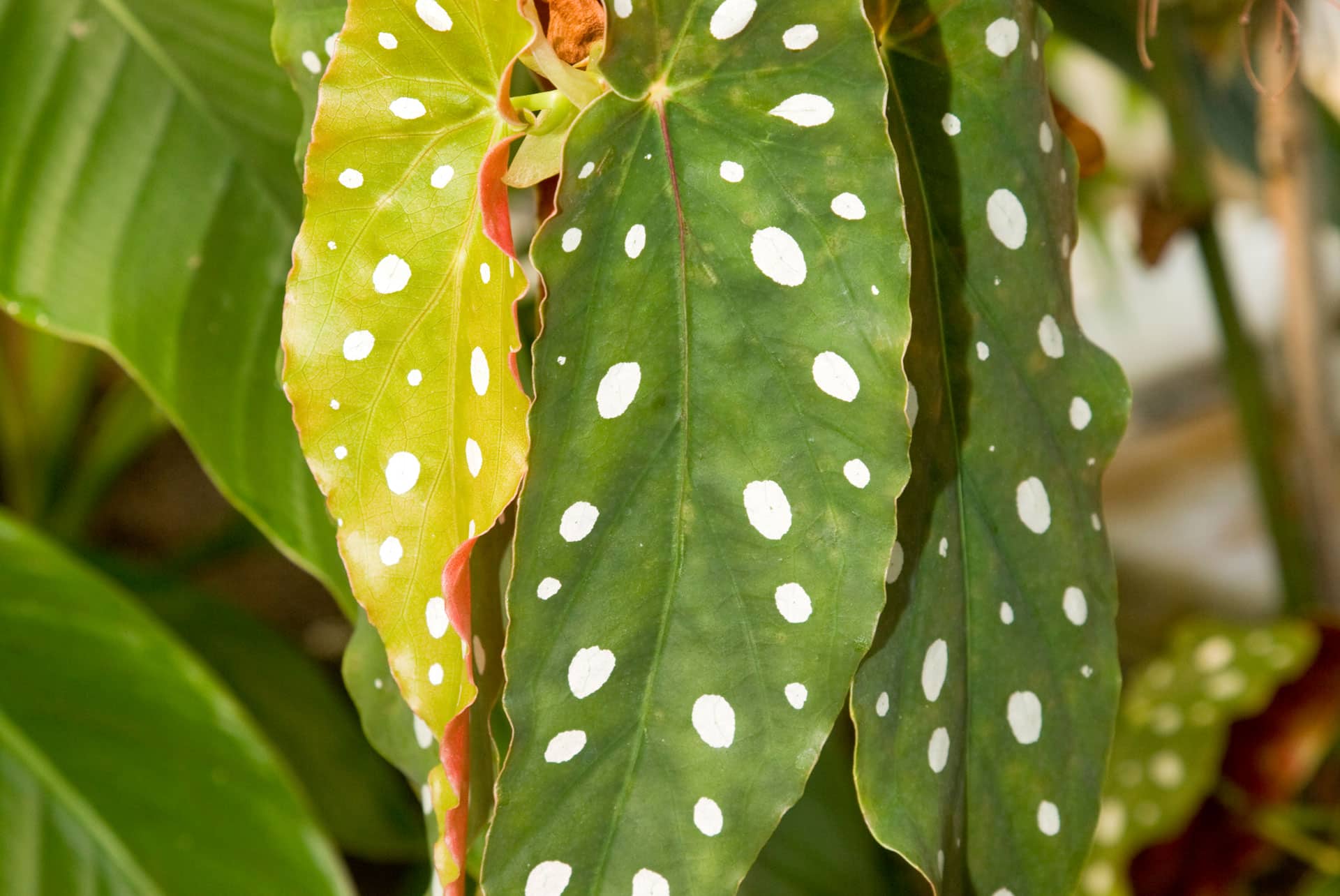 White-Spots-on-Begonia-Maculata-Leaves