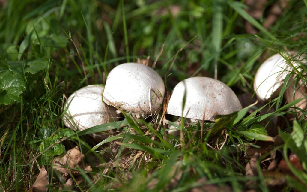 White mushroom in lawn