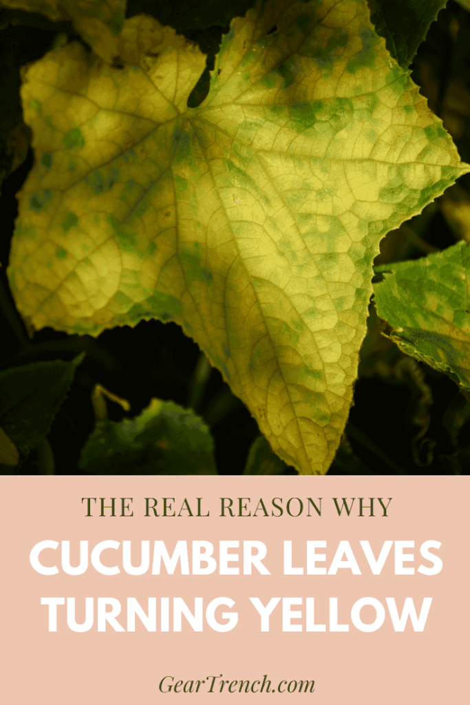 Why Cucumber Leave Turns Yellow