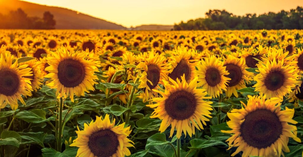 Why is Sunflowr Yellow
