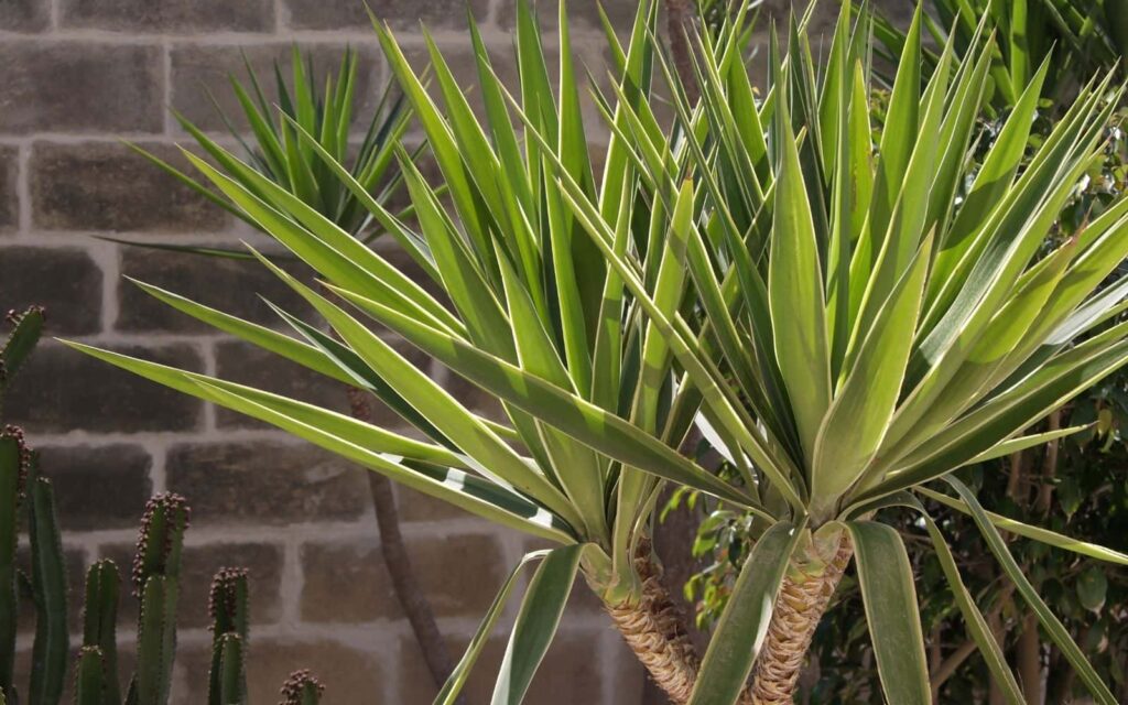 Yucca Palm