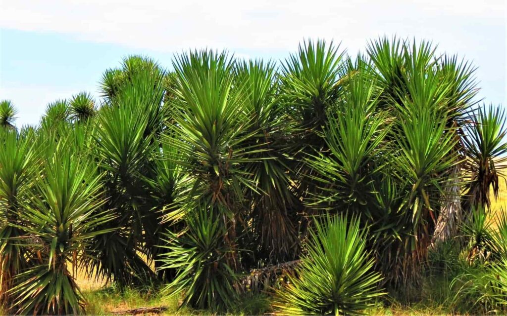 Yucca Palm Bush