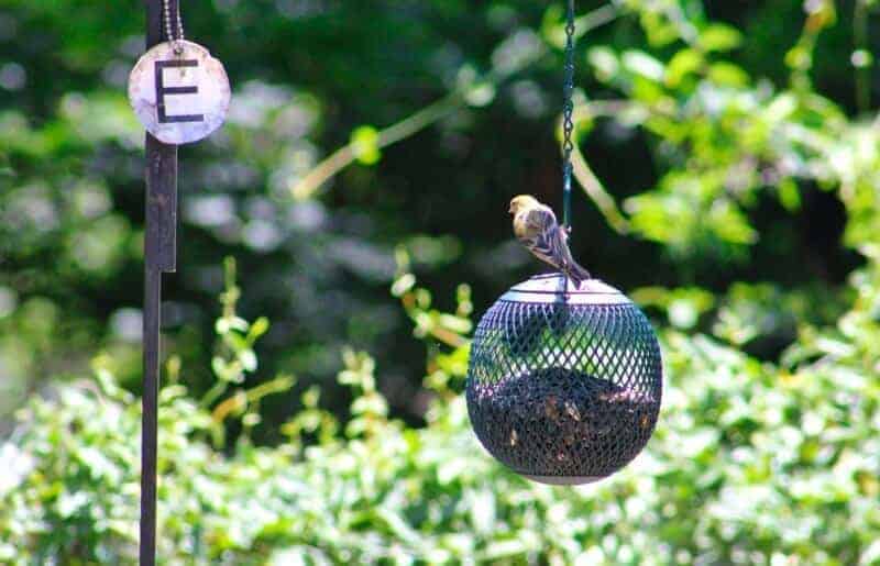 7 Best Bird Feeder Poles In 2024 To Lure Birds To Your Yard