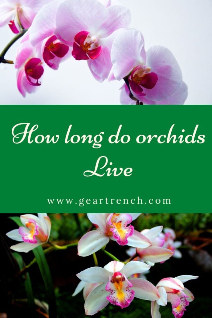 life expectancy of orchid