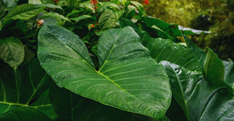 Philodendron Gloriosum: Easy Ways To Care (Guide)