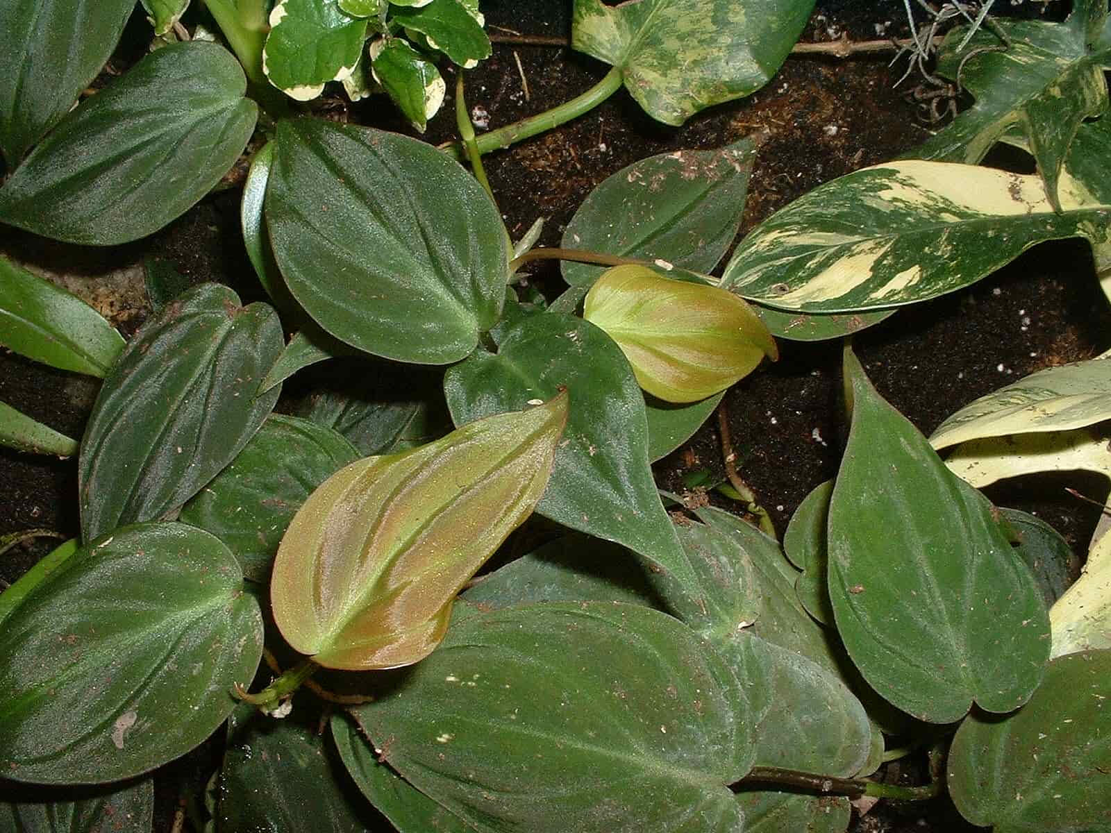 philodendron micans nodes