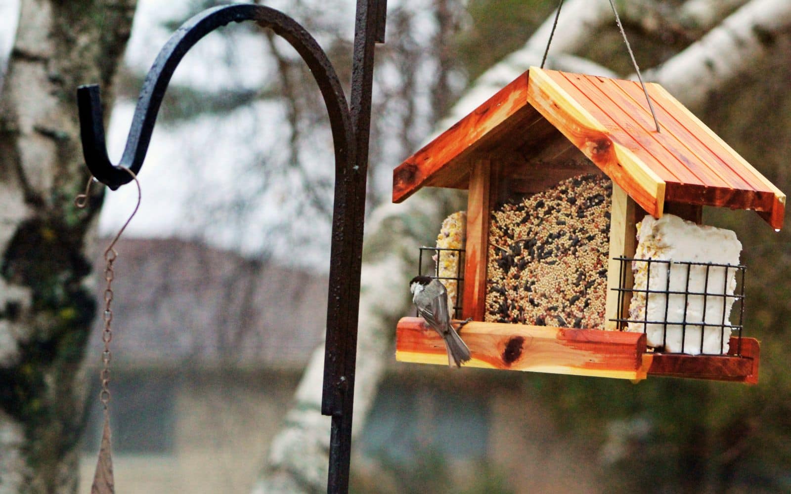 squirrel proof bird feeder pole