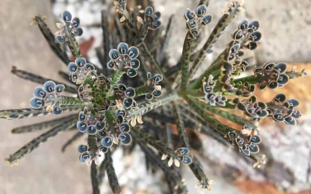 mother of millions plant