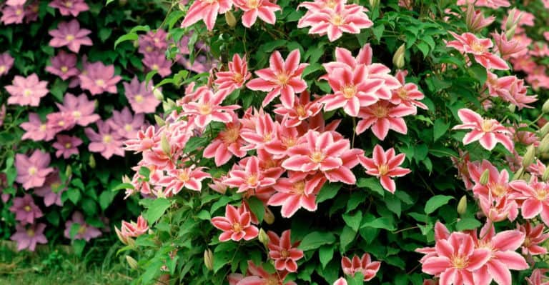 How to Plant and Care for Clematis (Beautiful Spring Garden)