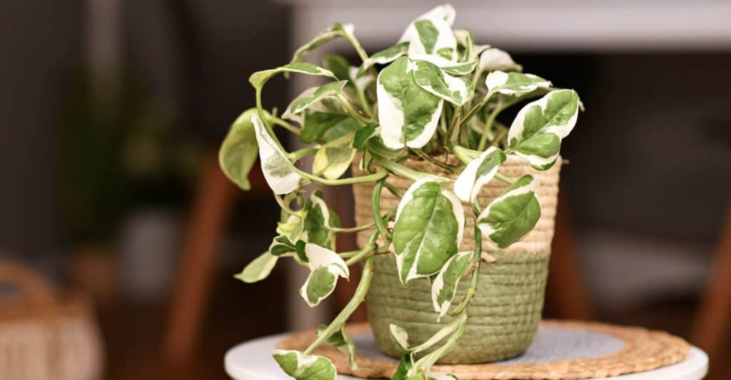 NJoy-Pothos-leaves- FI