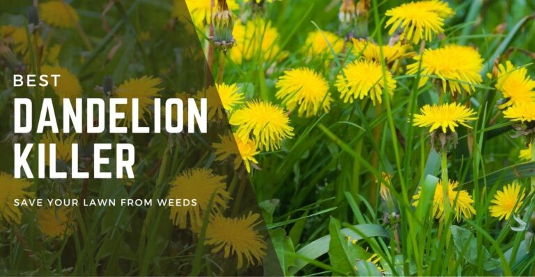 7 Best Dandelion Killer in 2024 (Without Killing Grass)