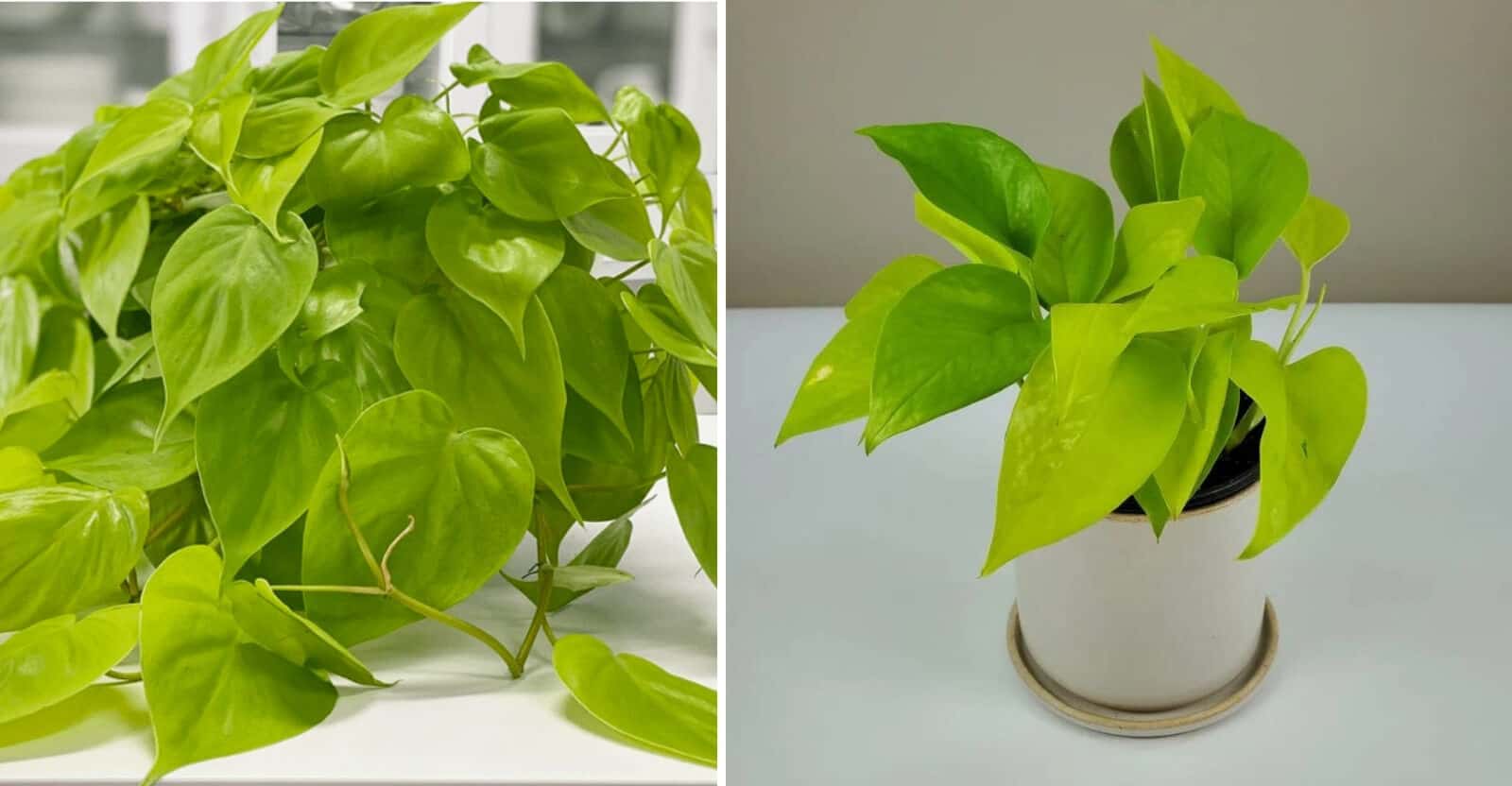 Philodendron-Lemon-Lime-Vs-Neon-Pothos