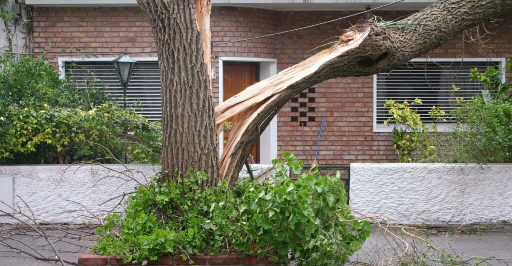 Kill Tree Without Cutting