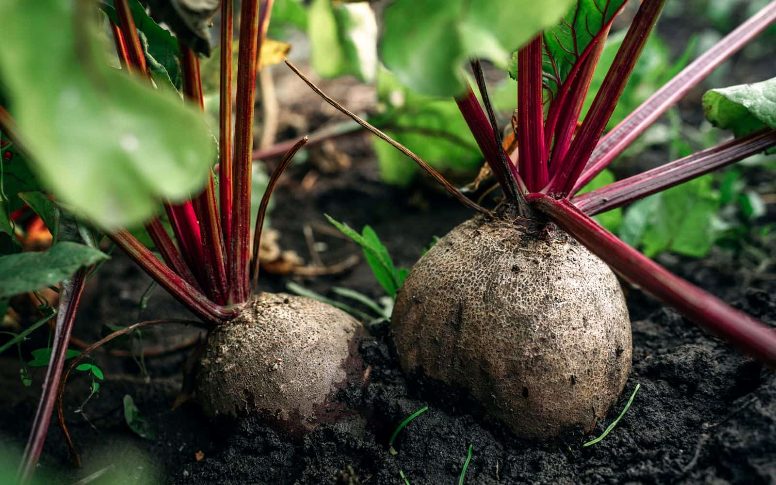 Beet Growing in Garden