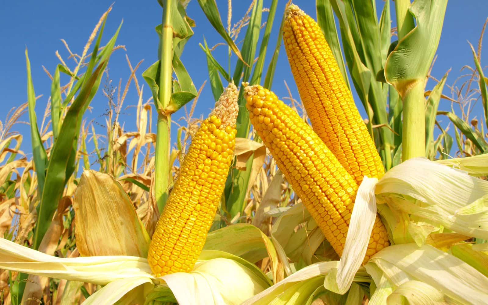 Corn in Field