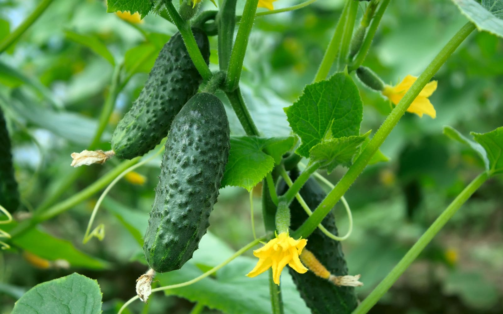 Cucumber on Vine