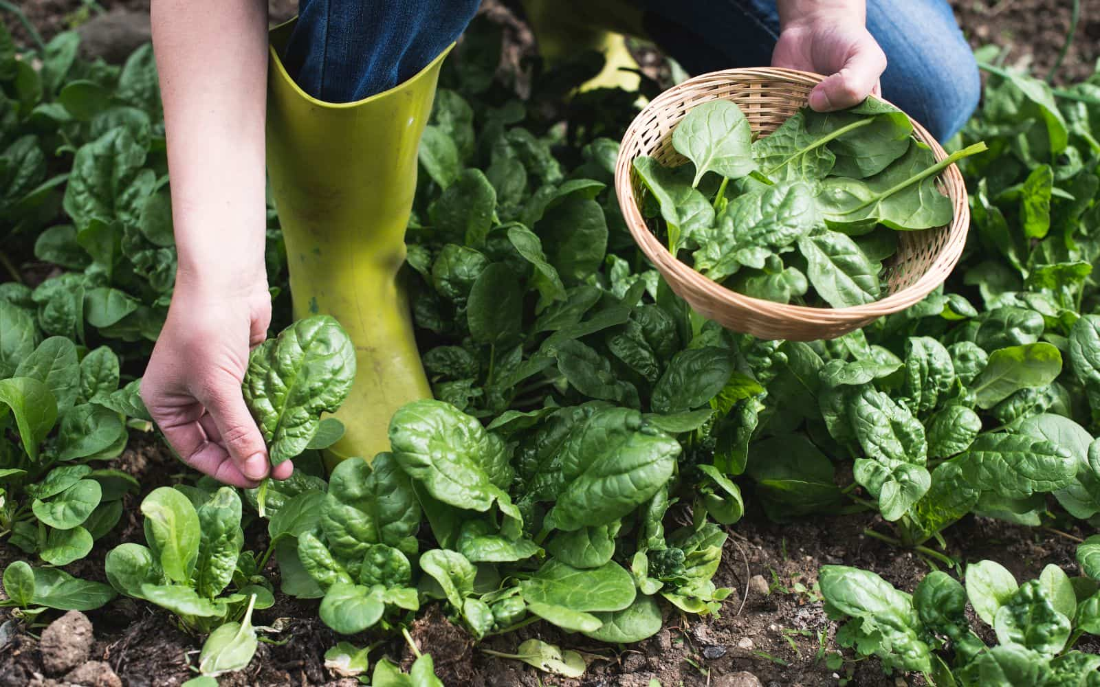 Man Pruning Spinach